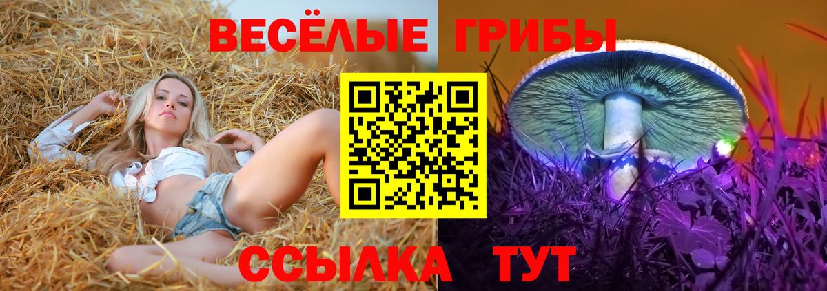 Галлюциногенные грибы GOLDEN TEACHER  цены наркотик  Димитровград  Вход с VPN 