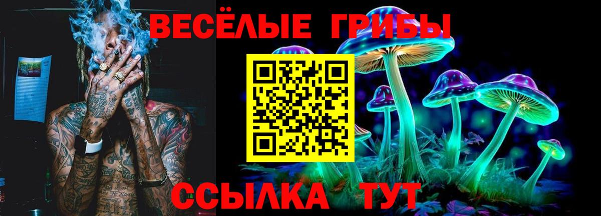 Галлюциногенные грибы Psilocybe Димитровград